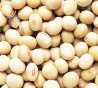 Семена сои Тундра