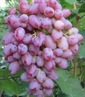 Саженцы винограда Водограй